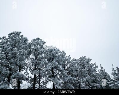 Forêt d'hiver avec des pins couverts de givre, vue de bas angle contre ciel nuageux. Beau paysage naturel lors d'une journée de brume froide Banque D'Images