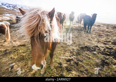 Cheval islandais marchant dans le champ avec des chevaux sur le Arrière-plan flou en Islande Banque D'Images