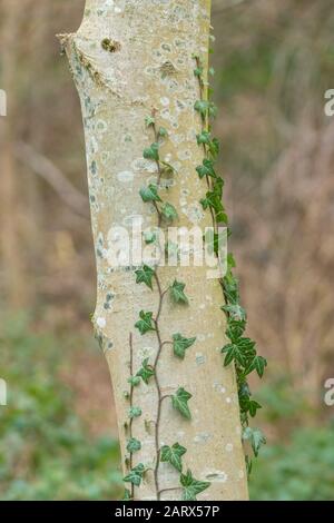 Ivy grandit un tronc d'arbre. Banque D'Images