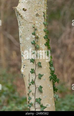 Ivy grandit un tronc d'arbre. Banque D'Images