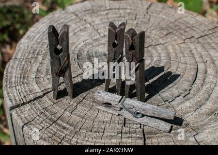 Vieux piquets de vêtements en bois vieillés sur vieux tronc d'arbre taillé surface closeup Banque D'Images