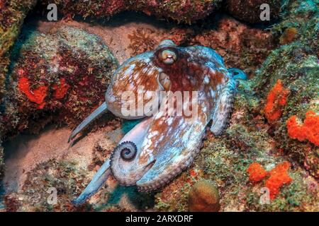 Récif de corail des Caraïbes,poulpe commune,Octopus vulgaris,est un mollusque appartenant à la classe Céphalopoda. Banque D'Images