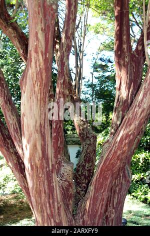 Gros plan sur le tronc à branches multiples d'un arbre de Myrtle de crêpe japonaise, Lagerstroemia fauriei, lors d'une journée ensoleillée d'automne à Raleigh, Caroline du Nord, États-Unis Banque D'Images