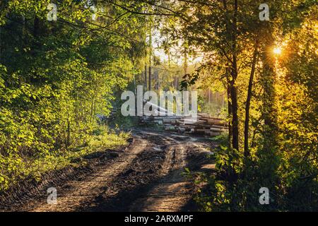 Route dans la forêt à bois brut bois de bois à l'heure du coucher du soleil. Banque D'Images