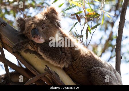 Gros plan sur un ours de koala sauvage au look triste, reposant dans un arbre d'eucalyptus mallee en Australie méridionale. Banque D'Images