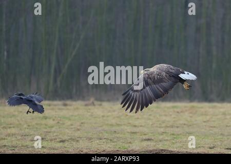 L'aigle à queue blanche est une très grande espèce d'aigle de mer largement distribuée dans toute l'Eurasie. Banque D'Images