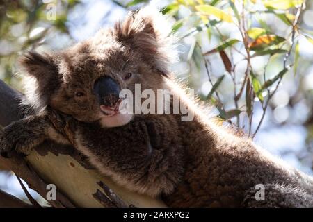 Gros sur l'ours koala endormi, éclairé à l'arrière, se reposant dans un arbre à eucalyptus en Australie méridionale. Banque D'Images