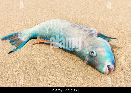 Pêcher sur une plage de sable. Poissons colorés morts sur une côte tropicale. Beau gros plan animal marin. Concept de la pêche ou de la pollution des océans. Banque D'Images