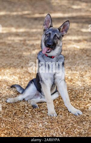 Chiot Berger allemand mâle Banque D'Images