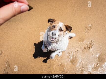 Jack Russell chien mendiant pour traiter sur la plage, hors de la mise au point main tenant traiter, vue de dessus. Banque D'Images