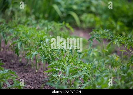 Culture des tomates sur le lit dans le champ cru au printemps. Semis vert des tomates en croissance hors du sol. Jeunes plants de tomates densément plantés prêts à l'usine Banque D'Images