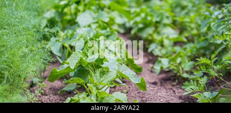 Les semis de concombre vert poussent du sol dans le jardin au printemps. Les jeunes plants de concombre densément plantés sont prêts à planter et à amincer. Banque D'Images