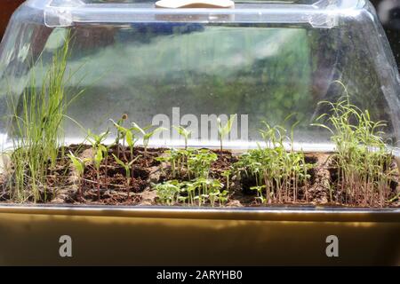 Propagateur en plastique avec couvercle sur le seuil de fenêtre de maison avec plateau de semences contenant de jeunes herbes à partir de graines au printemps pendant la journée. Banque D'Images