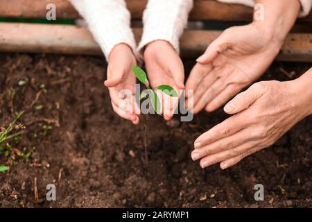 Mains de grand-mère et petite fille avec jeune plante dans le jardin Banque D'Images