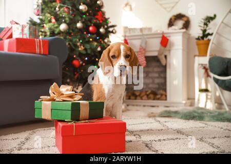 Joli chien avec des cadeaux dans la chambre décorée pour Noël Banque D'Images