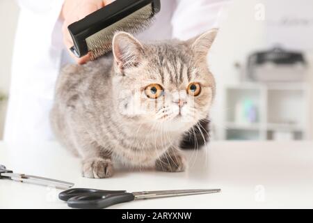 Groomer brossant le chat drôle mignon dans le salon Banque D'Images