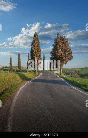 Cyprès par la route en Toscane, Italie Banque D'Images