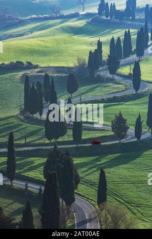 Arbres le long de la route sinueuse en Toscane, Italie Banque D'Images