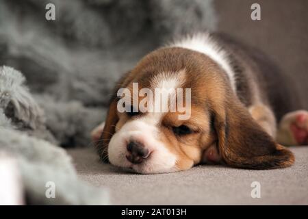 Joli chiot beagle dormant sur un canapé à la maison Banque D'Images