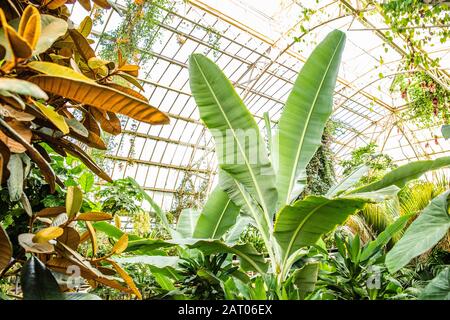 Serre tropicale serre intérieur ensoleillé plein de plantes vertes luxuriantes. Fond du jardin botanique. De plus en plus fraîche les feuilles des plantes de décoration intérieure. Banque D'Images