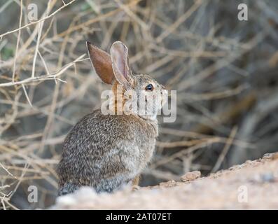 Lapin en Cottontail du désert (Sylvilagus audubonii) assis au bord de la route dans la Réserve de consultation des oiseaux de Henderson. Nevada. ÉTATS-UNIS Banque D'Images