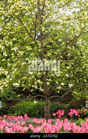 Arbre Magnolia 'Maxine Merrill' aux fleurs jaunes et Tulipa rose - fleurs tulipes en bordure au printemps, jardin d'exposition, jardin botanique de Montréal Banque D'Images