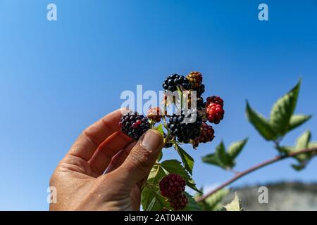 Mûres, mûrissement et mûres mûres mûres sur le buisson, avec la main cueillant un fruit blackberry dans la mise au point sélective et vue rapprochée de bas angle contre le ciel Banque D'Images