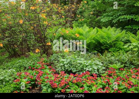 Primula - Primrose, Brunnera macrophylla - bugloss sibérien, arbuste à fleurs d'orange de Rhododendron, Pteridophyta - Fern plantes en bordure au printemps Banque D'Images