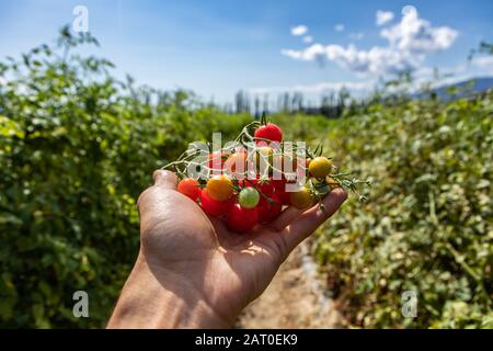 un groupe de tomates cerises mûres, mûres, mûres et non mûres à la main dans une vue rapprochée et sélective de mise au point sur fond de champ ouvert de tomate Banque D'Images