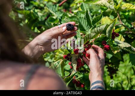 Foyer sélectif et gros plan de mains de femmes avec des tatouages lorsqu'elle cueille un mûr fruit blackberry. Dans la brousse de mûres pendant la saison de récolte Banque D'Images