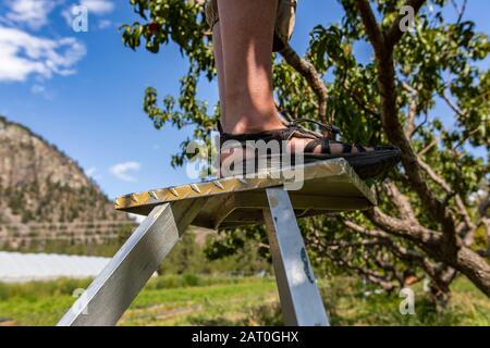 femme sur l'échelle de cueillette de fruits à côté d'un arbre de pêche. près de ses pieds, elle porte des sandales de randonnée en plein air. pêches verger. Banque D'Images