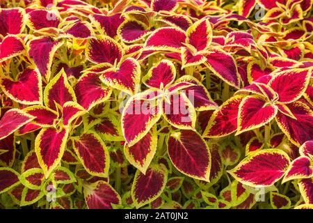 Solenostemon de Bourgogne et jaunâtre - plantes de Coleus cultivées de façon organique dans des récipients à l'intérieur d'une serre Banque D'Images