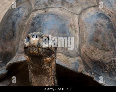 La Tête Et La Coque Sont Très Proches De La Tortue De La Boîte Géante Banque D'Images