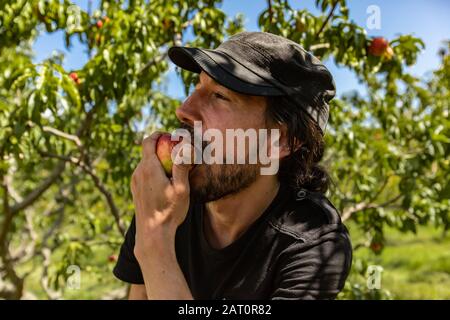 tir sélectif de mise au point d'un homme caucasien portant un chapeau noir, il mange une pêche de nectarine mûre et fraîche avec des arbres de verger en arrière-plan Banque D'Images