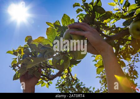 vue à bas angle de la main picking une pomme verte mûre et fraîche d'une branche d'arbre pleine de feuilles. et pommes fruits contre le soleil dans le ciel bleu clair Banque D'Images