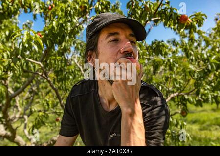 tir sélectif de mise au point d'un homme caucasien mangeant une pêche mûre et fraîche de nectarine avec des arbres de verger en arrière-plan, lors d'une visite à vous choisir ferme Banque D'Images