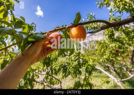 Deux pêches de fruits sur la branche de l'arbre. Cueillir à la main un fruit de pêche dans la vue de mise au point sélective avec des vergers et un fond ensoleillé de ciel bleu Banque D'Images