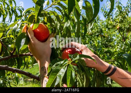 Une personne avec des bras tatoués, des mains cueillant deux pêches fruits de la branche de pêche, avec des arbres de verger arrière-plan, U choisir le concept de ferme biologique Banque D'Images