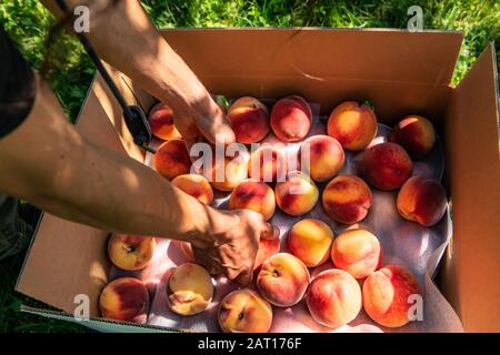 Mains de l'homme quand il met des fruits de pêche frais et mûrs dans une boîte en carton dans Vous sélectionnez la ferme biologique, en cueillant des pêches dans le concept de verger Banque D'Images