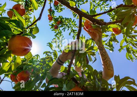 vue à bas angle d'une jeune femme caucasienne non reconnaissable alors qu'elle cueille des fruits de pêche frais mûrs dans le verger pêches arbres, elle a un tatouage de bras Banque D'Images