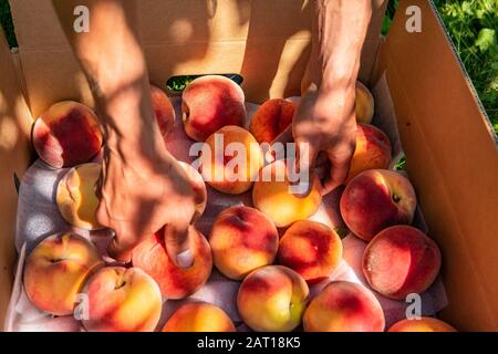 Les mains de l'homme se rapprochent quand il met des fruits frais et mûrs de Peach dans une boîte en carton, Vous choisissez la ferme biologique, la cueillette des pêches dans le concept de verger Banque D'Images