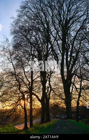 Avebury cercle de pierres de hêtre de cuivre sur les remparts dans la lumière du coucher du soleil de fin d'après-midi. Avebury, Wiltshire, Angleterre Banque D'Images