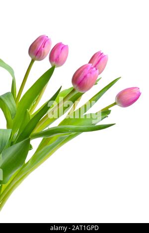 Fleurs tulipe sur fond blanc Banque D'Images