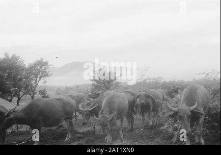 Pankelan à Krawang. Rapport à Pankelan. Outpost Isolé Du 1-4-8- Régiment D'Infanterie [Buffle D'Eau] Date : 12 Mars 1948 Lieu : Indonésie, Krawang, Antilles Néerlandaises Banque D'Images