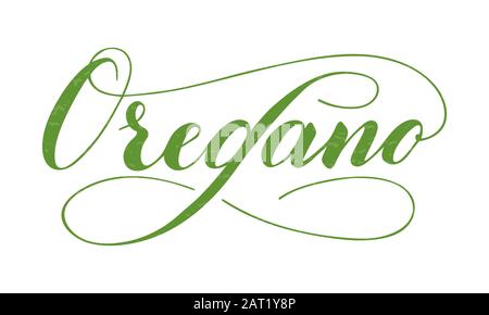 Texte origan écrit à la main vectoriel isolé sur fond blanc. Cuisine herbes et épices saines pour la cuisine. Script de lettrage de pinceau avec des florissants Illustration de Vecteur