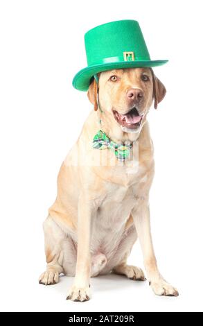 Joli chien avec chapeau vert sur fond blanc. Fête de la Saint-Patrick Banque D'Images