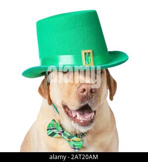 Joli chien avec chapeau vert sur fond blanc. Fête de la Saint-Patrick Banque D'Images