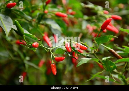 Oiseaux Eye Chili plante avec ses piments mûrs dans le vert et le rouge frais. Amérique du Sud Banque D'Images