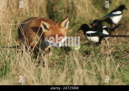 Un magnifique renard rouge sauvage, Vulpes vulpes, chasse dans un pré. Banque D'Images