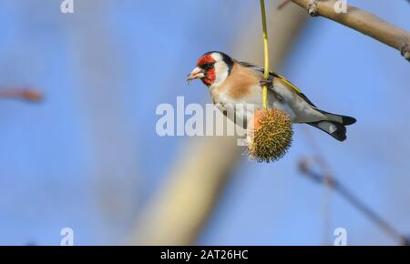 Gros plan d'une bogodfinch manger des graines d'un arbre d'avion de Londres Banque D'Images